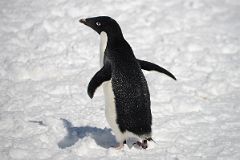 23D Adelie Penguin On Cuverville Island On Quark Expeditions Antarctica Cruise.jpg